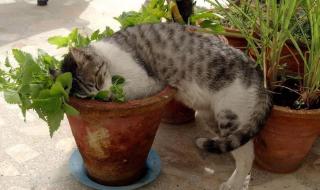 你吸的不是猫是正能量