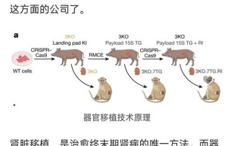 ‌全球首款基因编辑猪肾移植人体的简单介绍