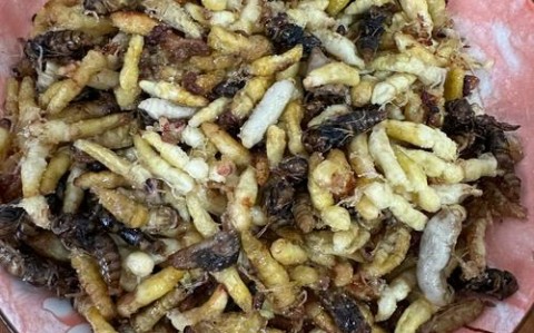 昆虫美食节试吃（昆虫美食节试吃视频）