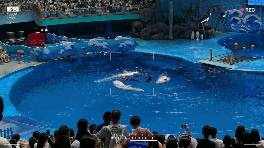 禁止海豚表演（海豚表演是什么行为）