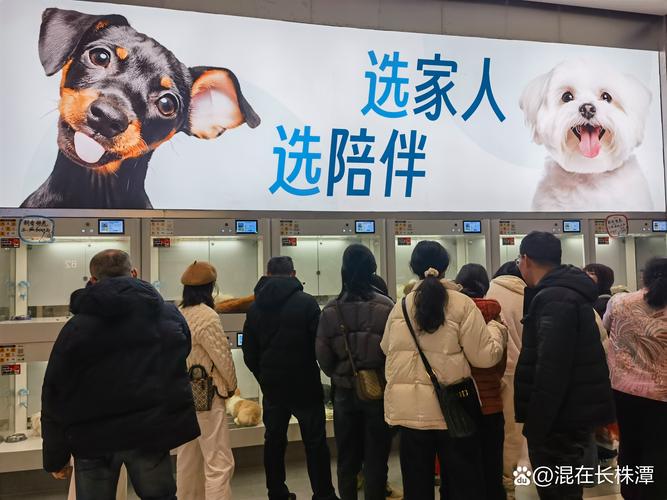 区块链养猫（区块链养狗赚钱是真的吗）